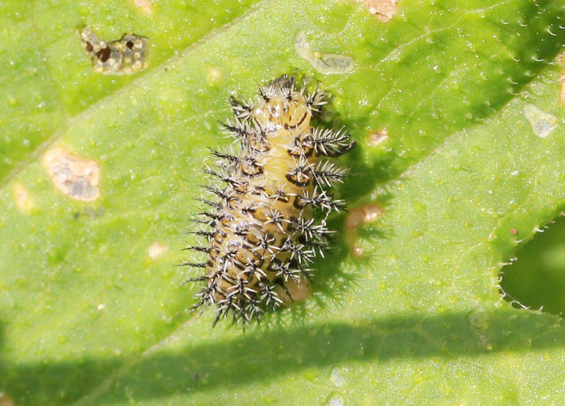 IMG_0485 1000 older Bryony Ladybird larva Henosepilachna argus SL 260617.jpg